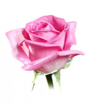 Роза розовая -  купить поштучно
